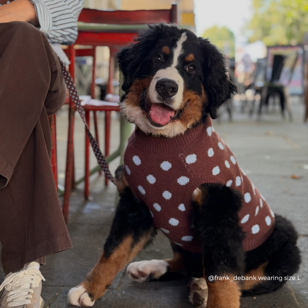 A Bernese mountain dog wearing a brown knit sweater with blue polka dots, sitting on a city sidewalk next to a person on a bench.