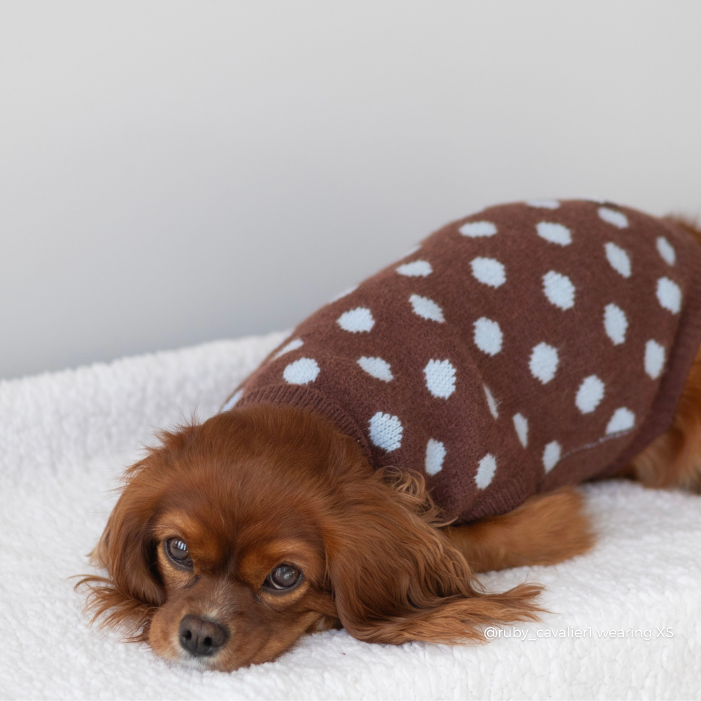 A small brown dog lying on a white fluffy blanket, wearing a brown knit sweater with blue polka dots.