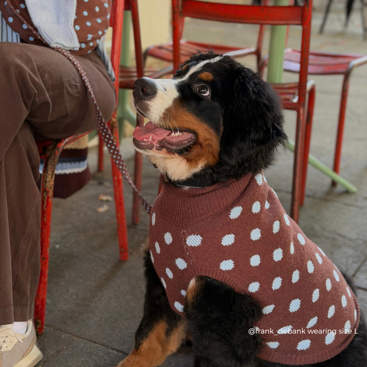 A Bernese mountain dog wearing a brown knit sweater with blue polka dots, sitting on a red metal patio chair in an outdoor cafe setting.