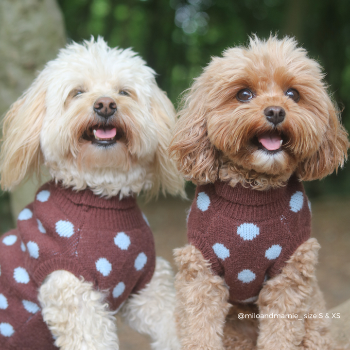 Two small dogs wearing matching brown knit sweaters with blue polka dots, photographed outdoors against a blurred green and brown background.