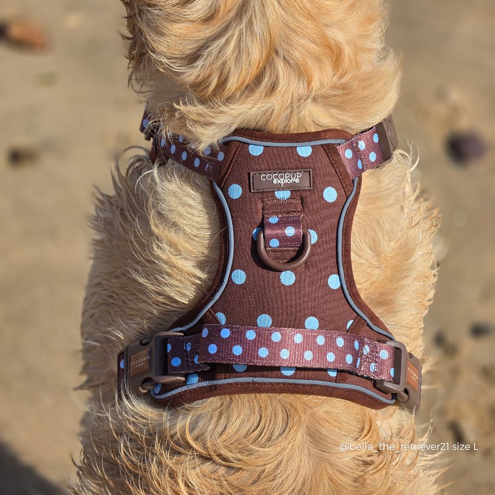 A close-up of a golden dog wearing a brown dog harness with light blue polka dots. The harness has a central D-ring and a brand label that reads 'Cocopup Explore'.