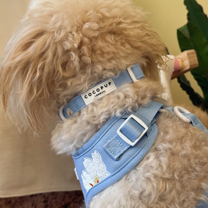 Blue Lagoon COLLAR