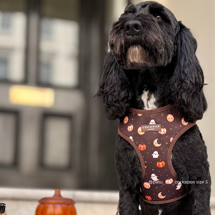 A black dog wearing a brown Halloween-themed harness with orange pumpkins, white ghosts, and yellow moons, set against a blurred outdoor background.