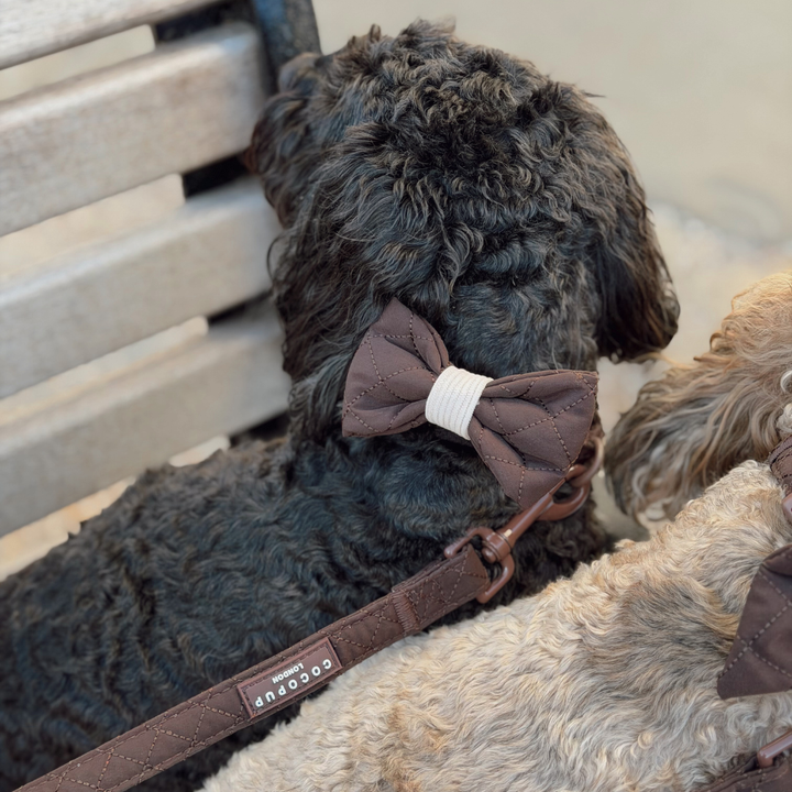 A close-up lifestyle shot of a black curly-haired dog wearing a brown bow tie with a white band and a matching brown leash. The leash has a visible brand tag reading 'Cocopup London'.