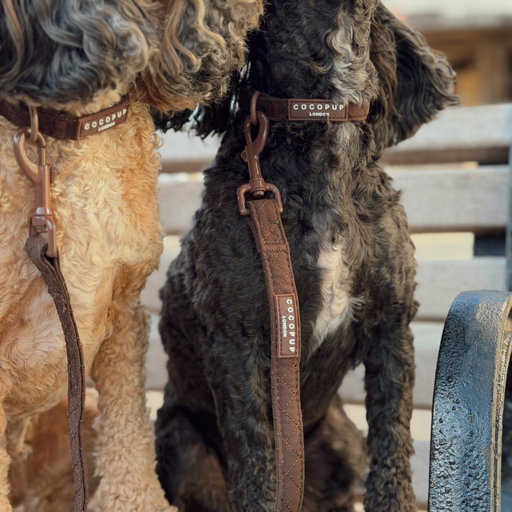 Two dogs wearing brown quilted Cocopup collars and matching leashes, sitting outdoors on a bench.