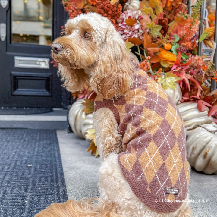 fluffy Dog wearing a jumper in a brown, tan, and white argyle pattern. 