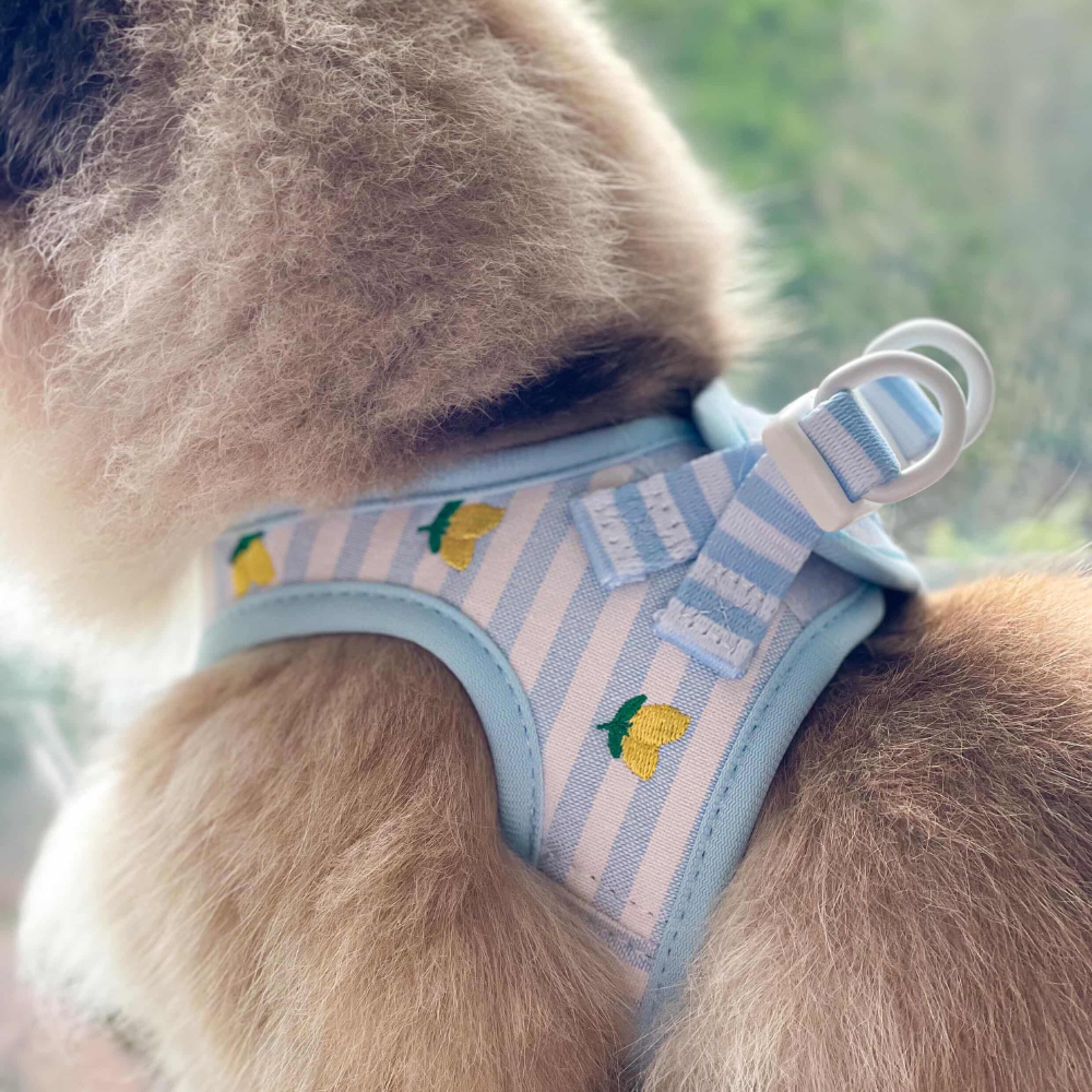 Fluffy dog in yellow lemon-patterned Cocopup London Cat Harness looks out a window.