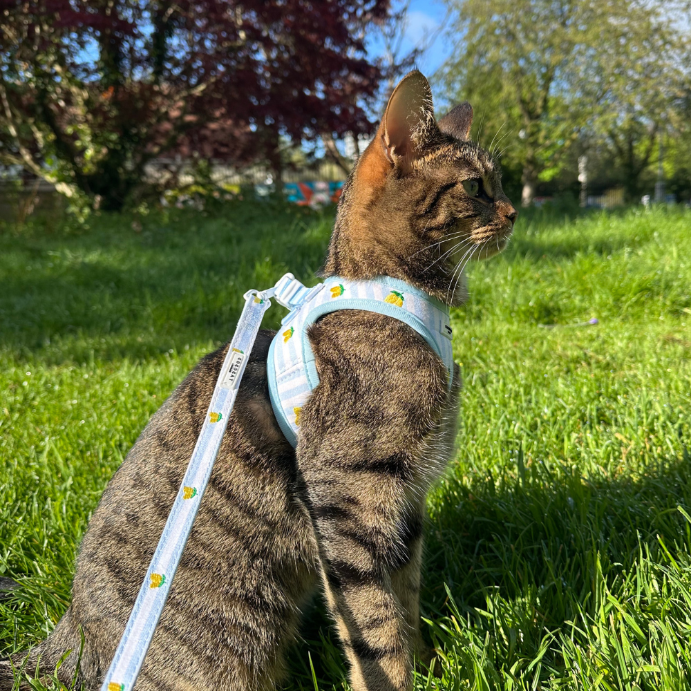 Tabby cat wearing a yellow patterned Cocopup London harness and lead, sitting on green grass.