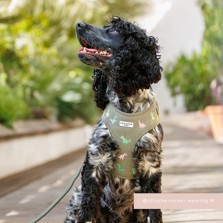 Dino Doodles Adjustable Neck Harness, Lead & Collar Bundle