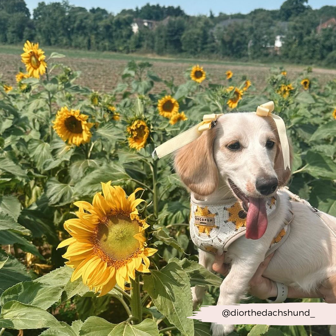 Sunflower Patch Adjustable Neck Harness, Lead & Collar Bundle