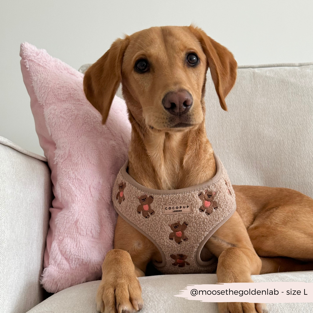 Theo Embroidered Teddy Adjustable Neck Harness, Lead & Collar Bundle