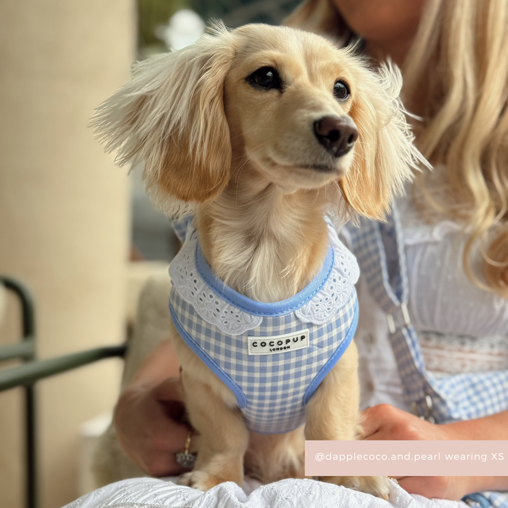 English Blue Adjustable Neck HARNESS
