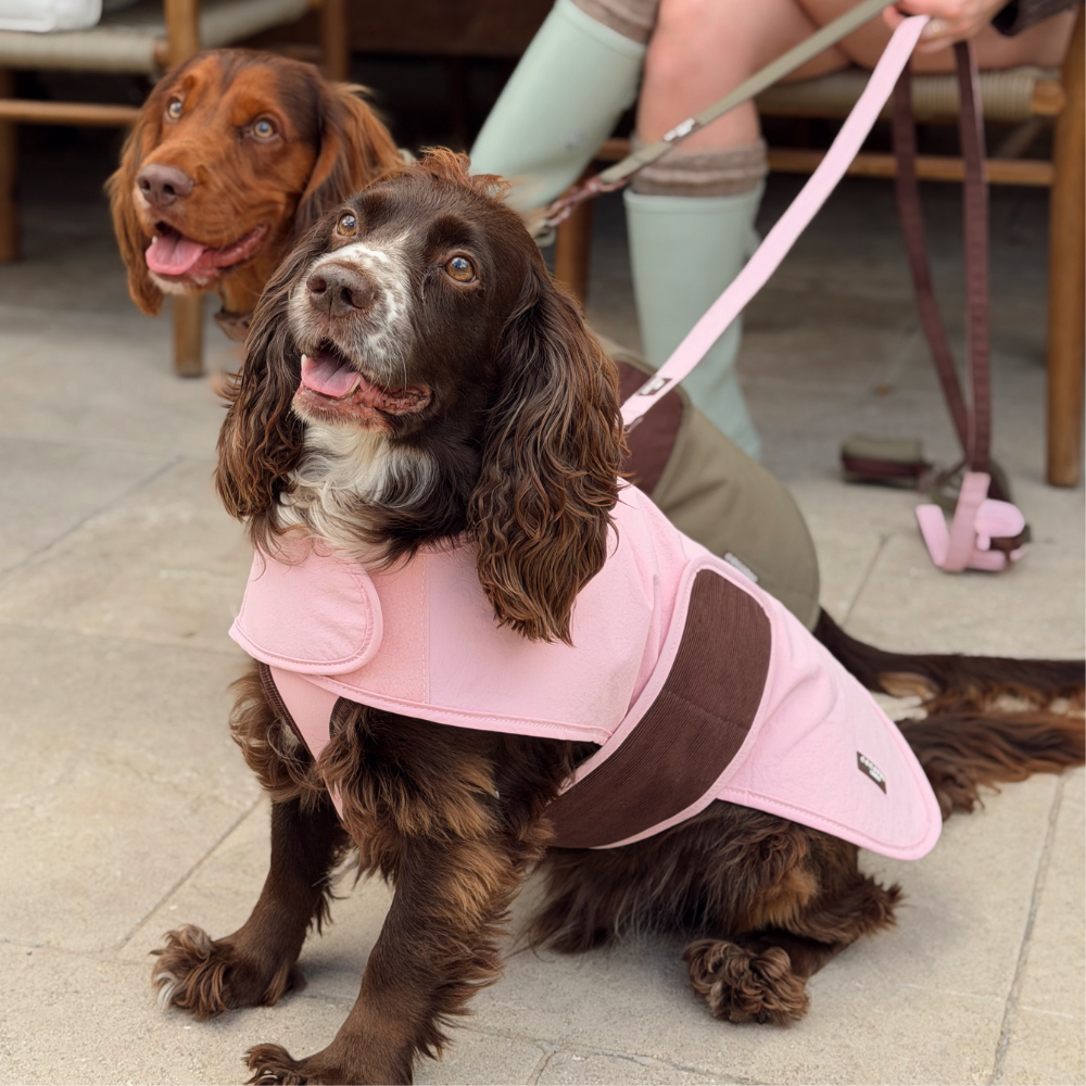 A brown and white dog wearing a pink dog coat sits on a tiled floor, with a person holding a leash in the background. Another dog is visible behind the first dog.