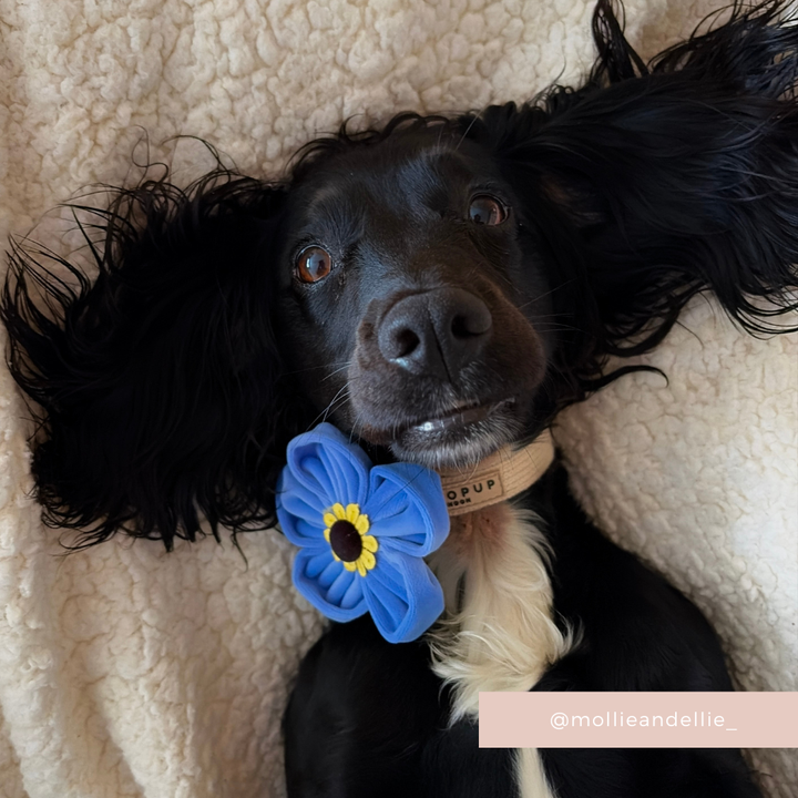 Forget Me Not Collar Flower