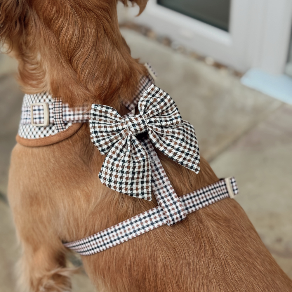 Dog wearing a plaid Cocopup London Heritage Check Sailor Bow Tie, standing on a stone patio.
