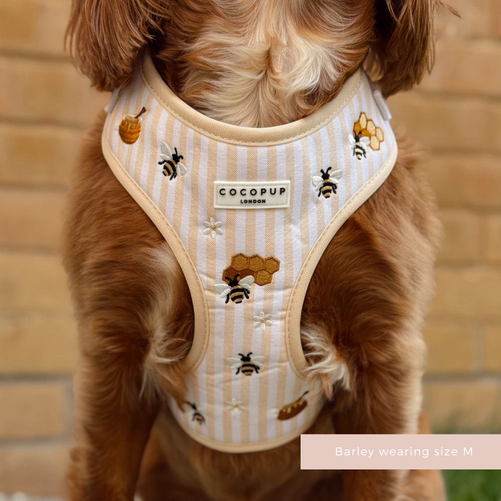 Honey Meadow Adjustable Neck Harness, Lead & Collar Bundle