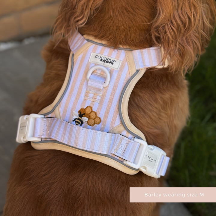 Explore Harness - Honey Meadow