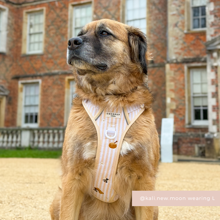 Explore Harness - Honey Meadow