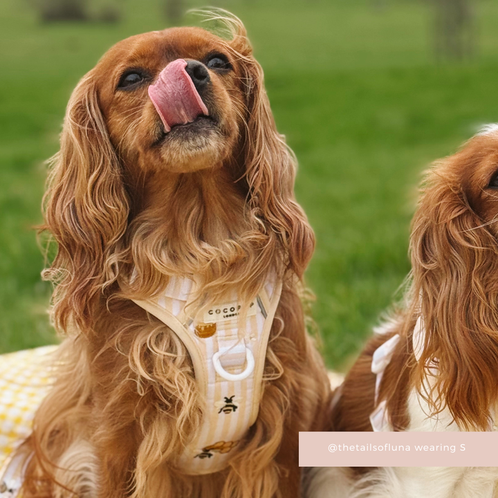 Explore Harness - Honey Meadow