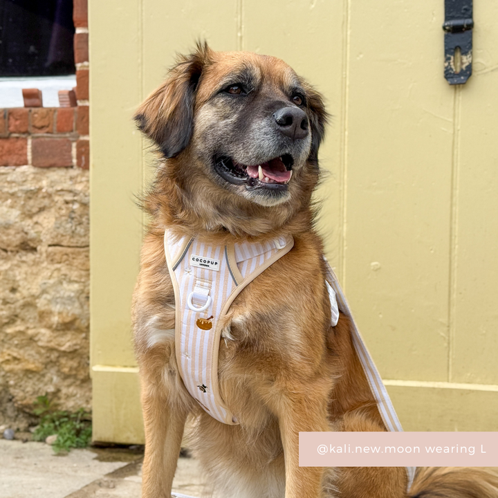 Explore Harness - Honey Meadow