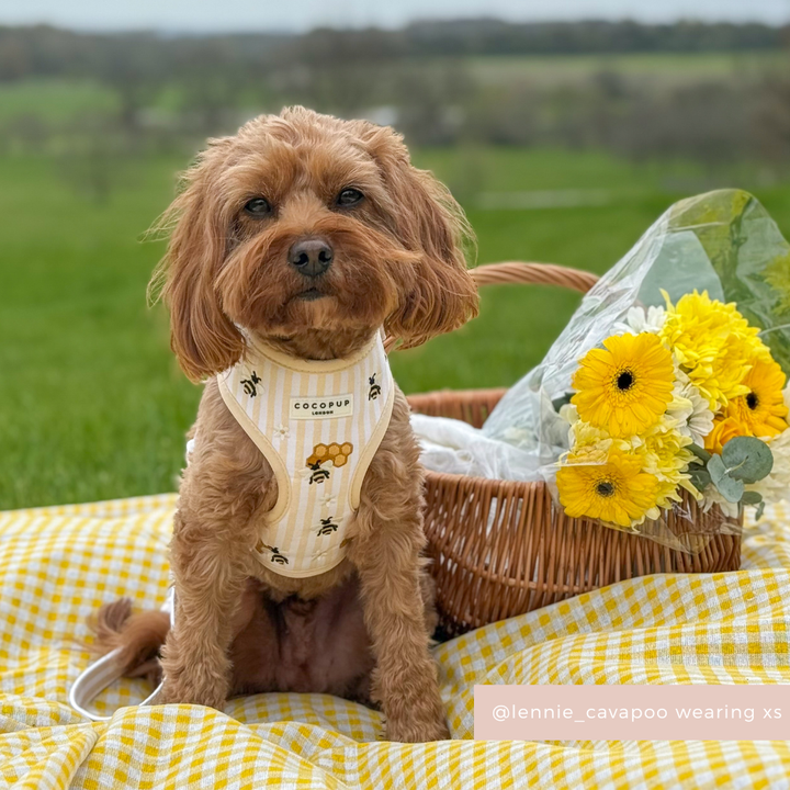 Honey Meadow Adjustable Neck Harness, Lead & Collar Bundle