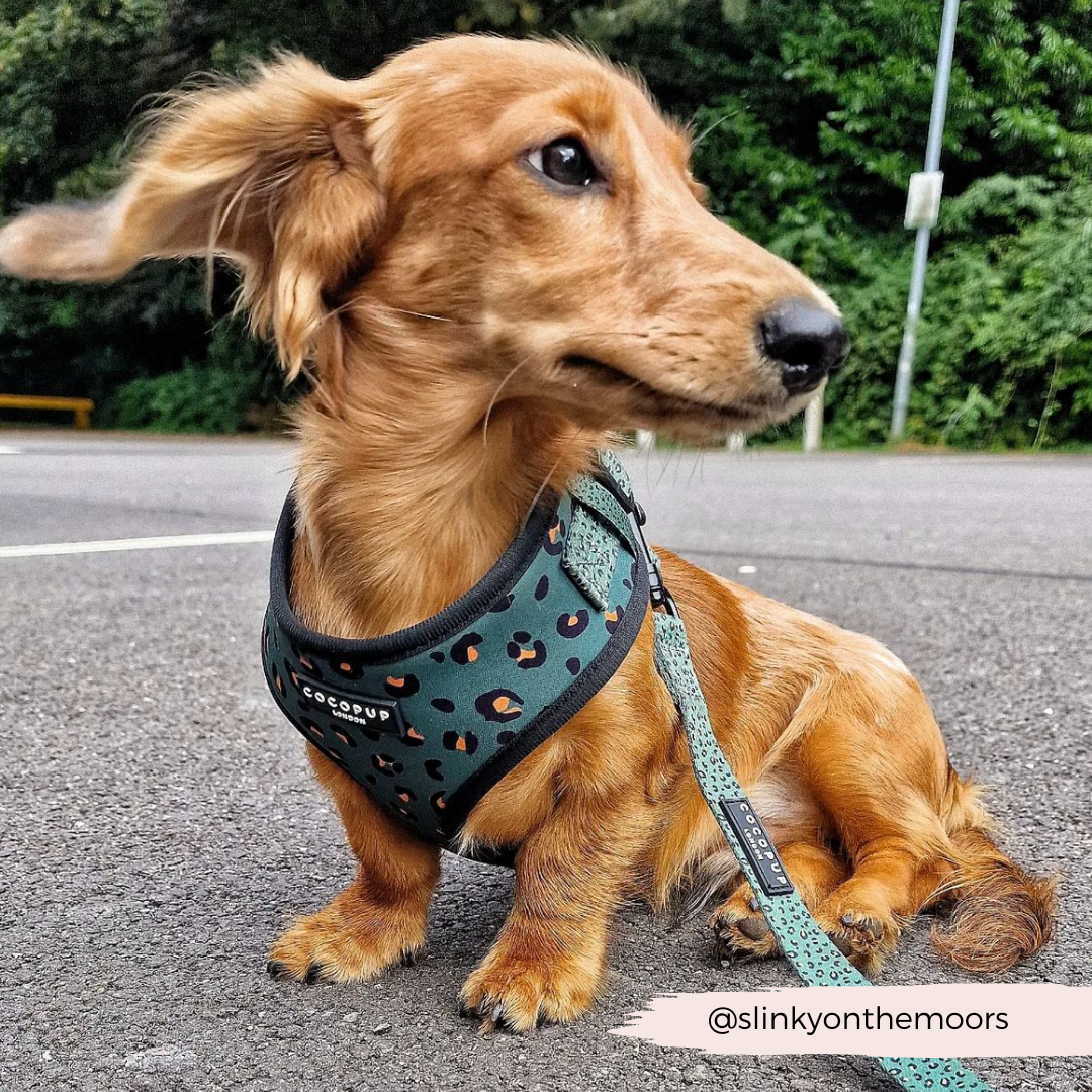 A dachshund with a sandy brown coat sits on a paved area wearing a Cocopup London Khaki Leopard Adjustable Neck Harness made of neoprene material. The dog is looking to the side, with lush greenery visible in the background. A leash is attached to the harness. Text in the image corner reads "@slinkyonthemoors".