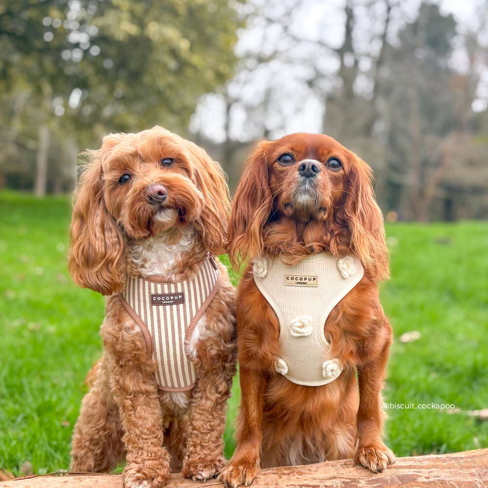 Two dogs wearing harnesses standing on a log in a grassy field.
