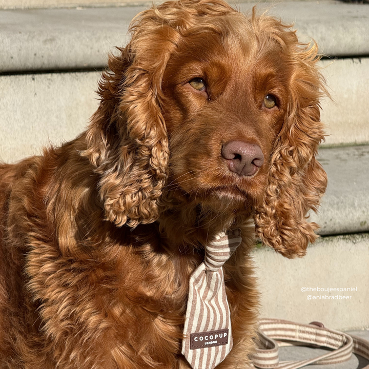 London Linen Stripes Dog Tie