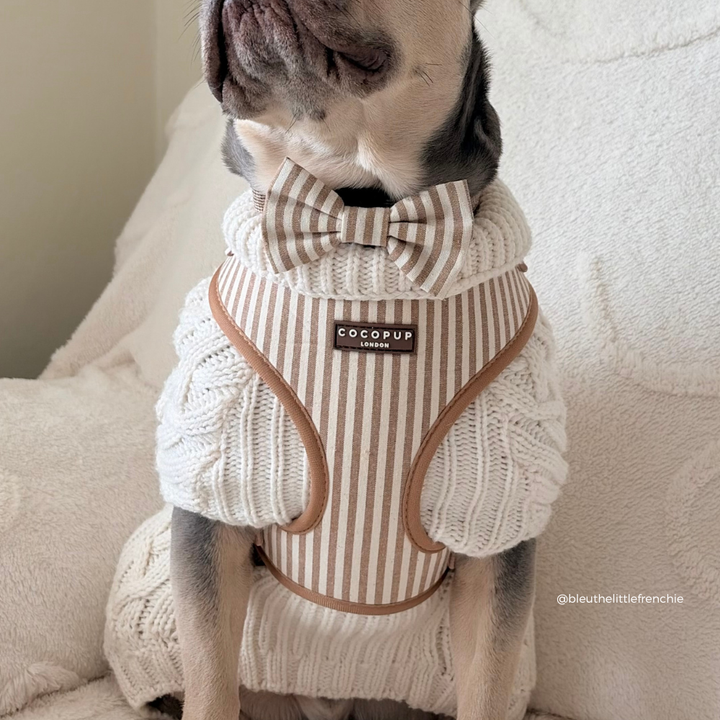 Dog wearing a striped sweater with a bow tie and COCOUPUP label on a soft surface.