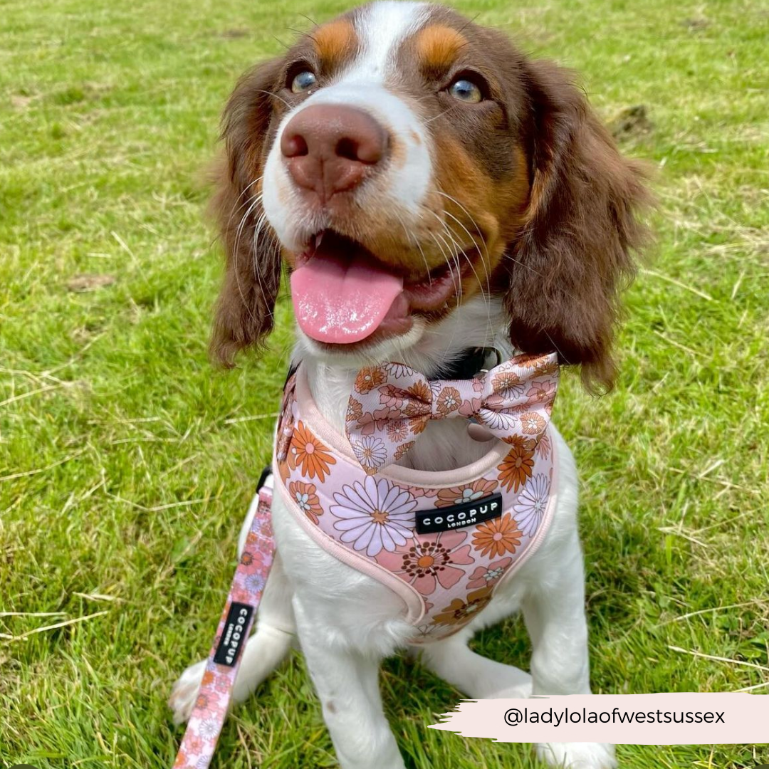 Groovy Florals Adjustable Neck Harness