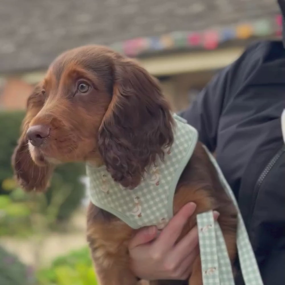 Silly Goose Adjustable Neck Harness, Lead & Collar Bundle