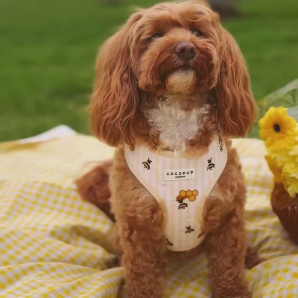 Honey Meadow Adjustable Neck Harness, Lead & Collar Bundle