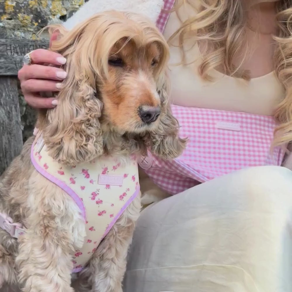 English Rose Adjustable Neck Harness, Lead & Collar Bundle