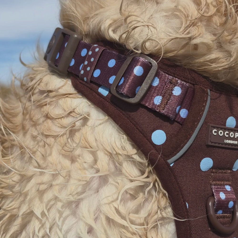 golden retriever on a beach wearing a brown and blue polka dot harness
