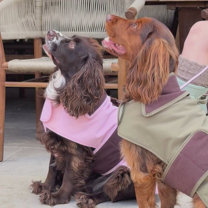 A brown dog wearing a pink and brown waterproof dog coat, with a person's legs in boots visible in the background.