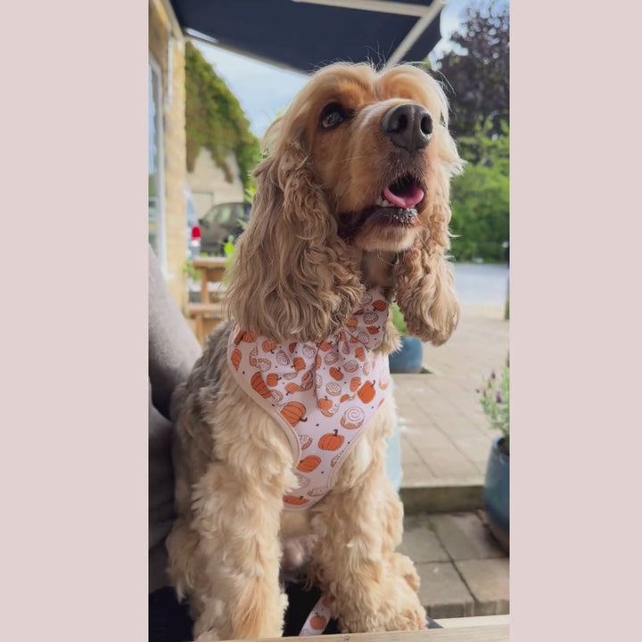 Cinnamon Buns Adjustable Neck Harness