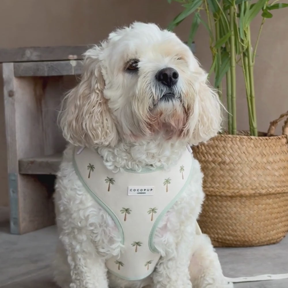 Palm Springs Adjustable Neck HARNESS