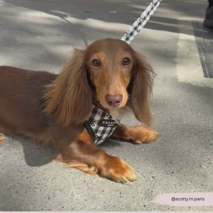 Pup in Paris Adjustable Neck Harness, Lead & Collar Bundle