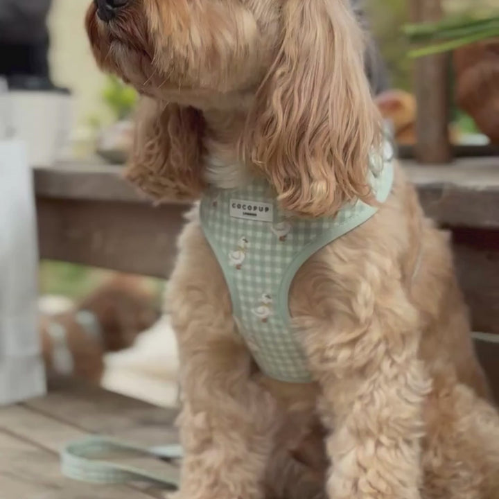 Silly Goose Adjustable Neck Harness, Lead & Collar Bundle