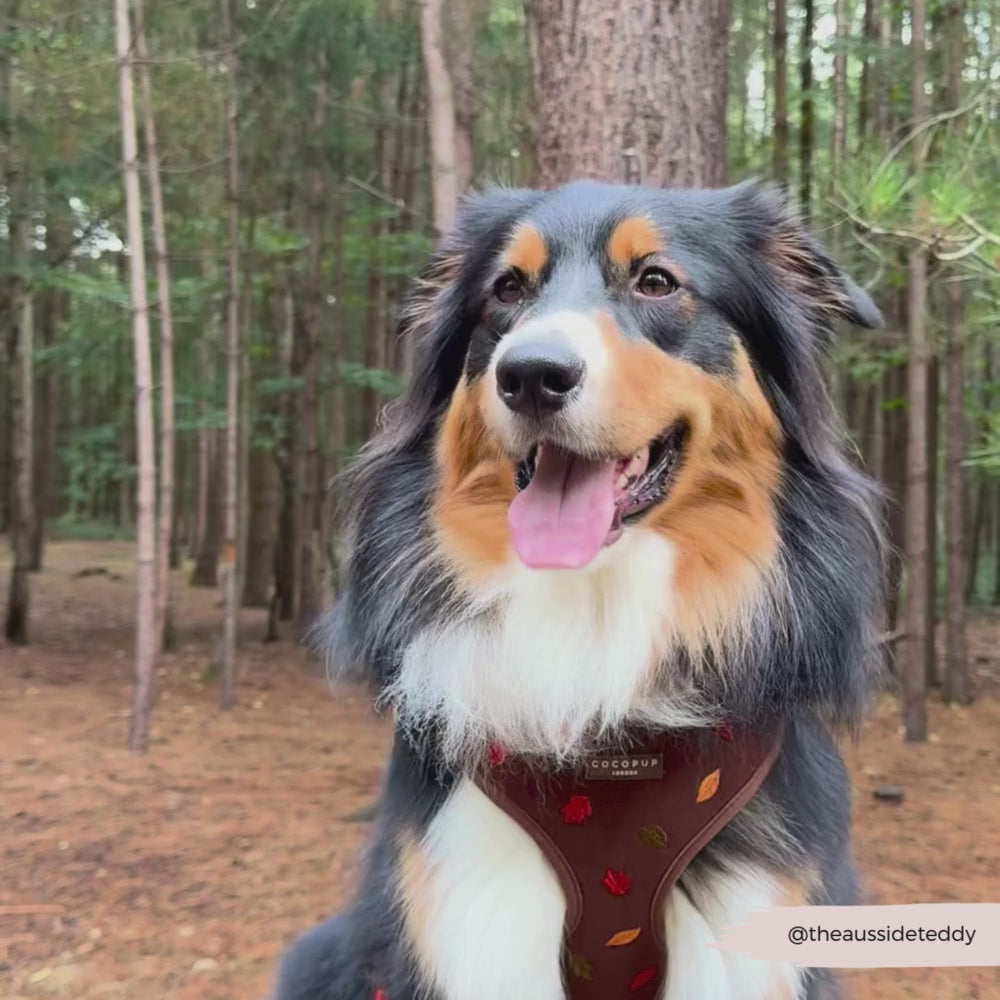 Pawtumn Leaves Adjustable Neck Harness, Lead & Collar Bundle