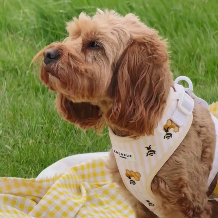 Honey Meadow Adjustable Neck Harness, Lead & Collar Bundle