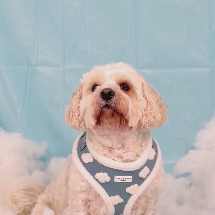 Cloud Nine Adjustable Neck Harness, Lead & Collar Bundle