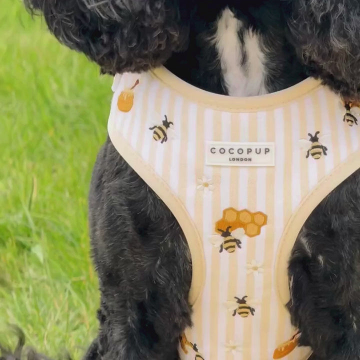 Honey Meadow Adjustable Neck Harness, Lead & Collar Bundle