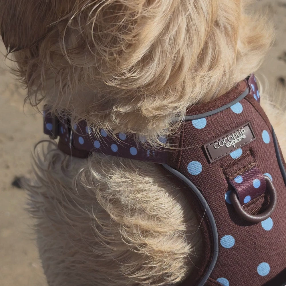 golden retriever on a beach wearing a brown and blue polka dot harness