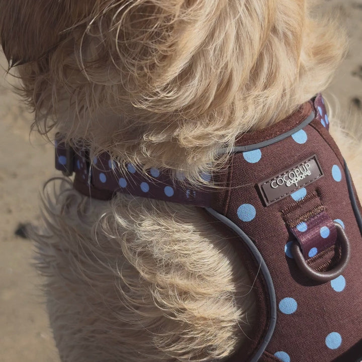 golden retriever on a beach wearing a brown and blue polka dot harness