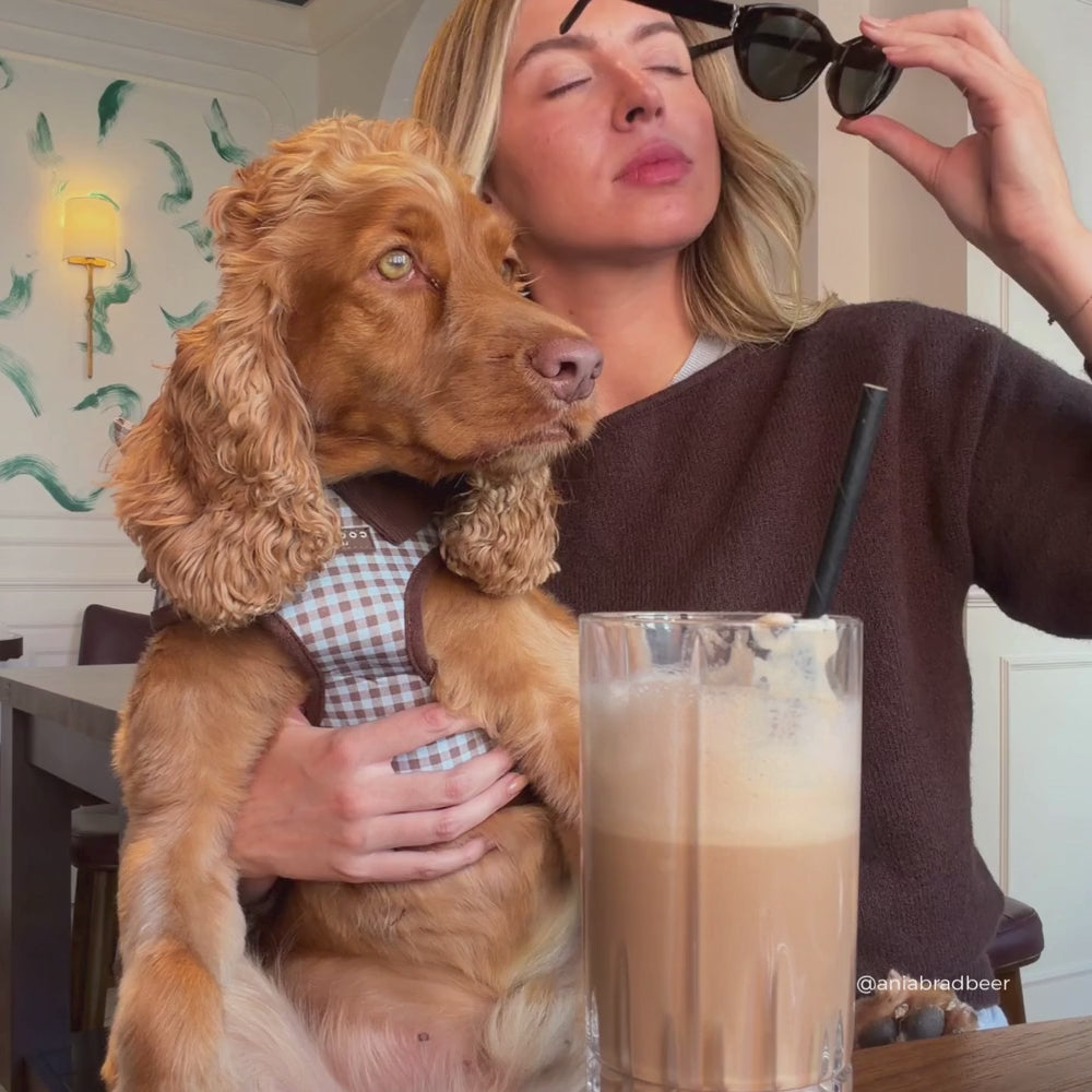 A woman wearing sunglasses and a brown sweater holds a golden-colored dog in a cafe setting. The dog is wearing a brown and blue gingham harness.