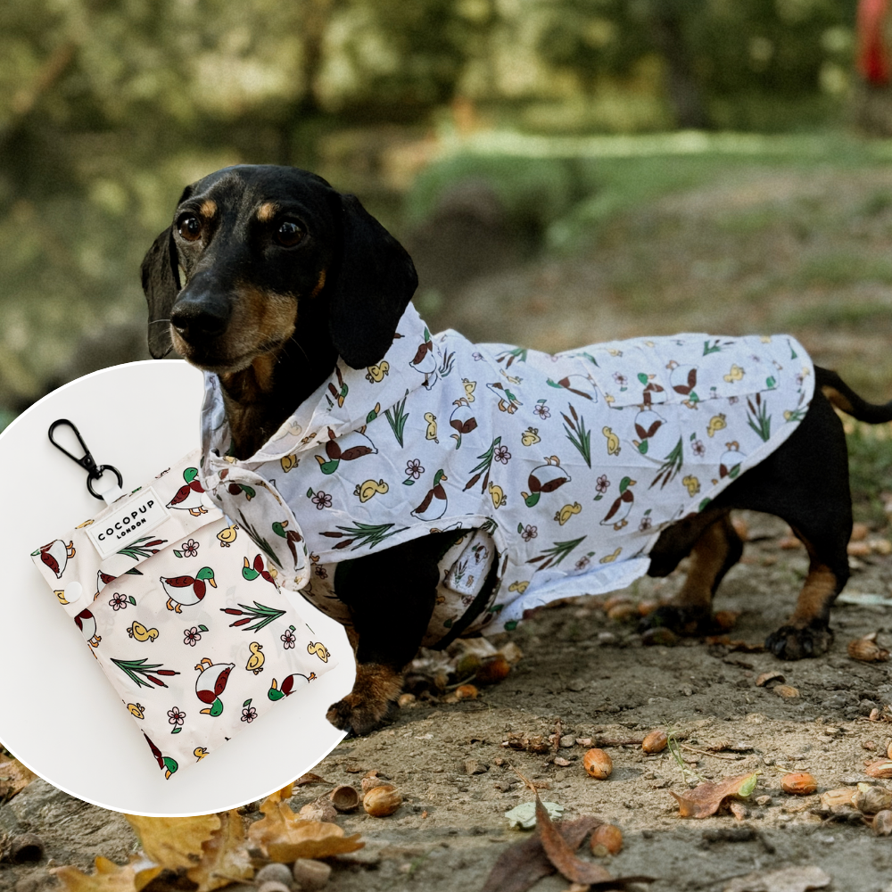 Dachshund outdoors in Cocopup London Puddle Pup Dog Raincoat; inset shows matching patterned waste bag holder.