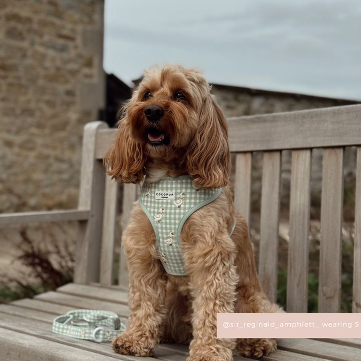 Silly Goose Adjustable Neck Harness, Lead & Collar Bundle