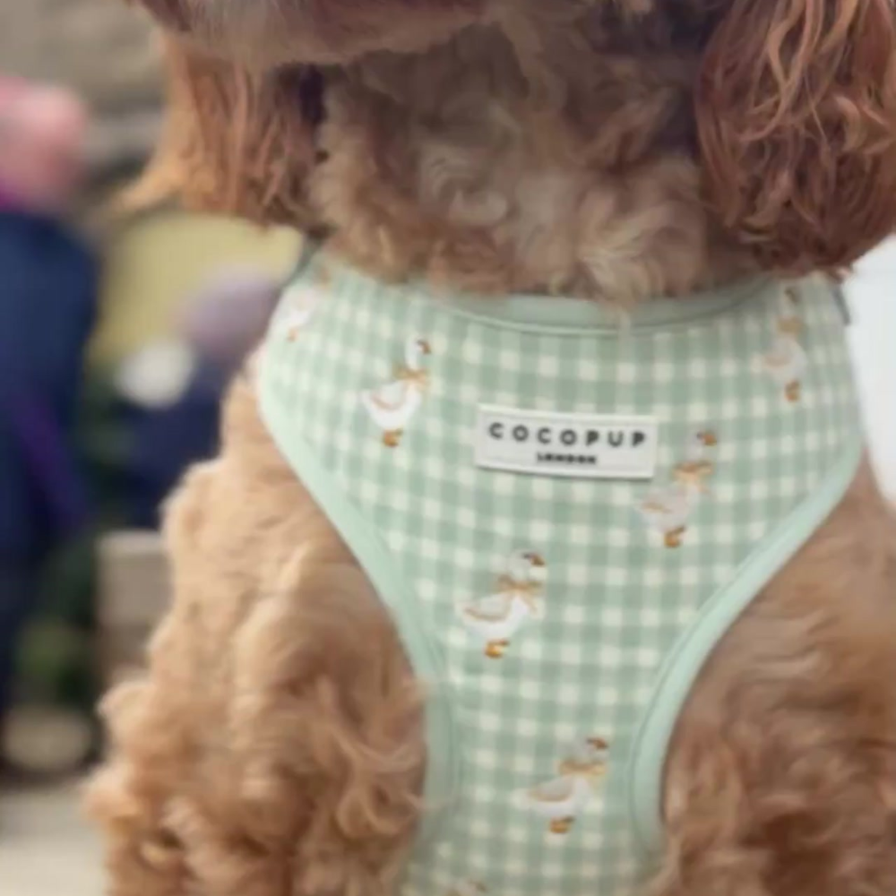 Silly Goose Adjustable Neck Harness, Lead & Collar Bundle