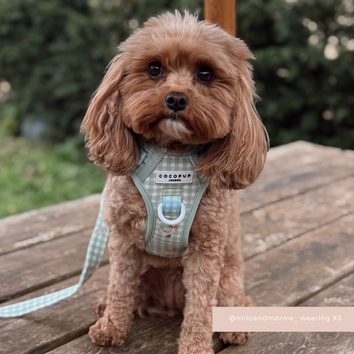 Explore Harness - Silly Goose